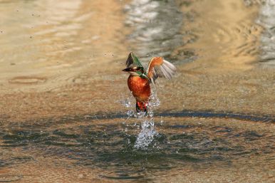 Eisvogel im Paderquellgebiet in Paderborn - Harald Drüke